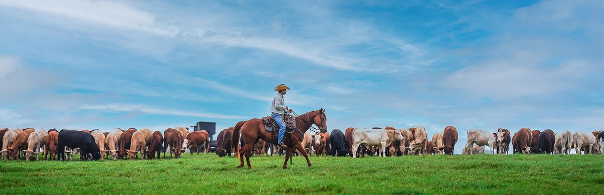 La Babia Cattle Company